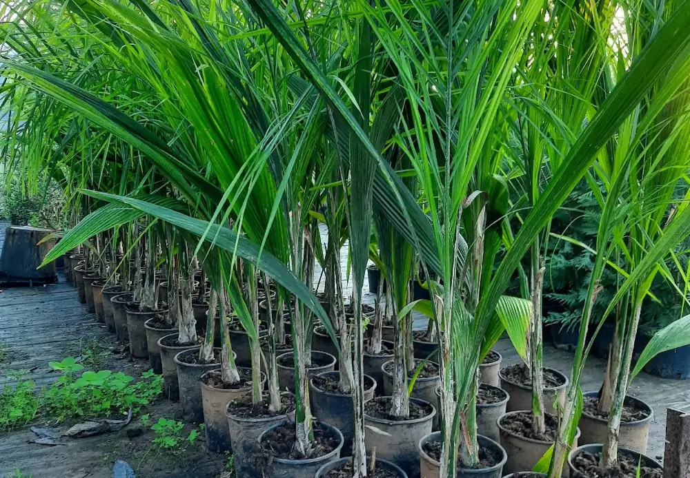 cocos